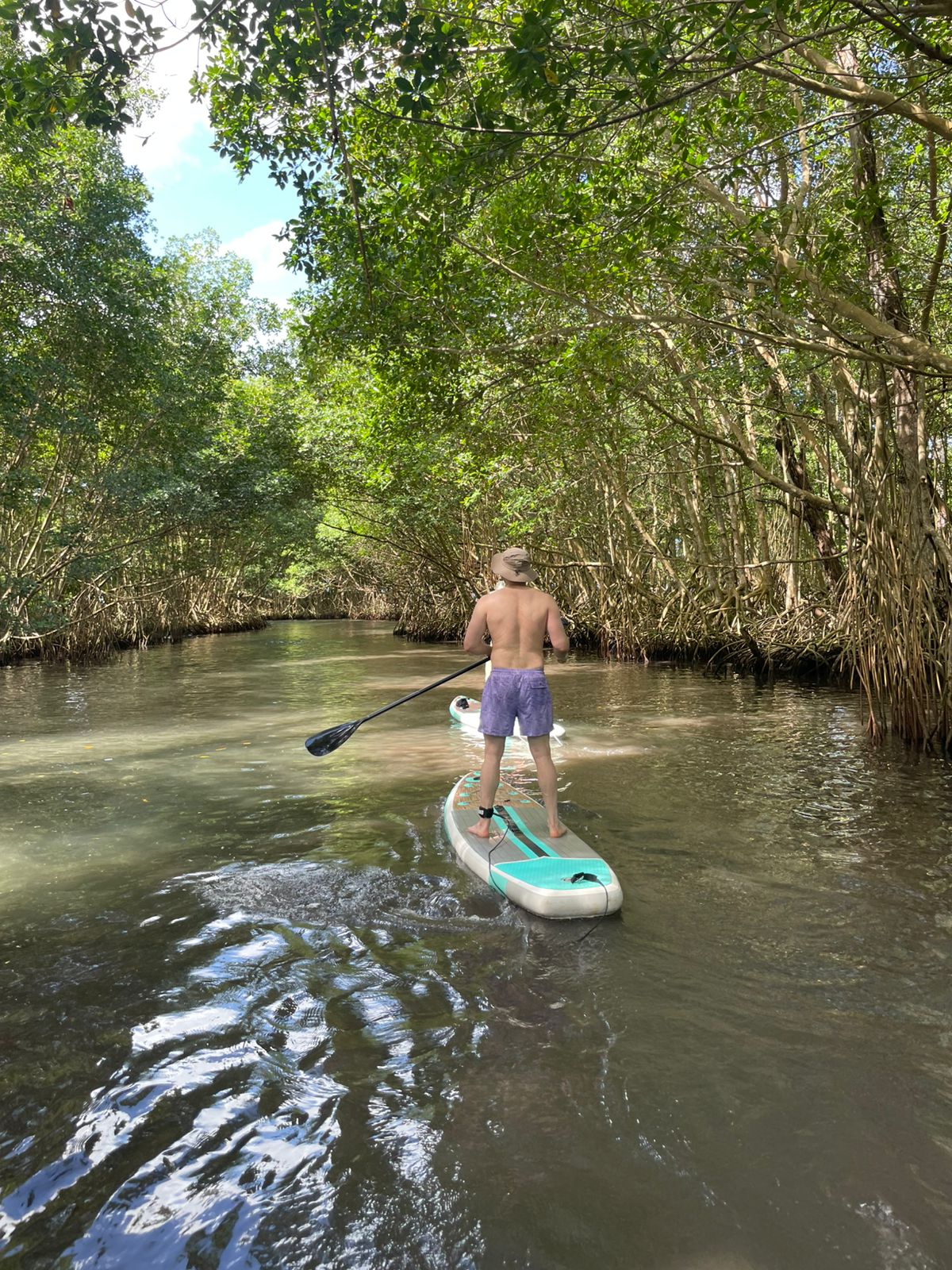 paddleboarding through mangroves